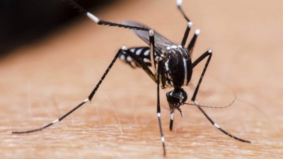 SE DETECTARON DOS NUEVOS CASOS DE DENGUE EN LA CIUDAD